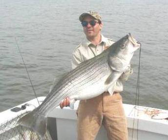 47 pound striped bass
