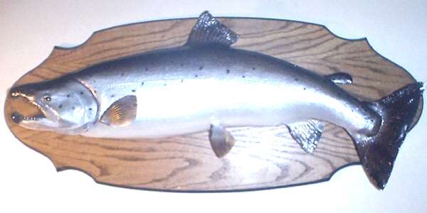 This is a 17 pound Atlantic Salmon caught in Lake Ontario on August 16, 2001. This fish was caught on a silver and green pirate 55 spoon trolled 50 feet down at a speed of about 2.7 miles an hour