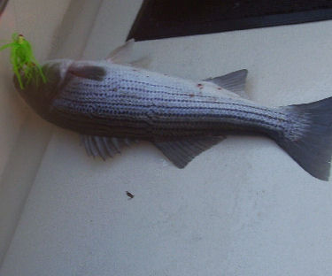 Parachute Jigs are used to target striped bass off the waters of Montauk