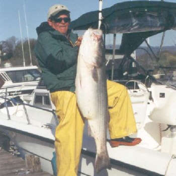 Pictured here is Captain Chuck Graham of Angler Charters with an awesome 54 lbs 6oz Hudson River striped bass.