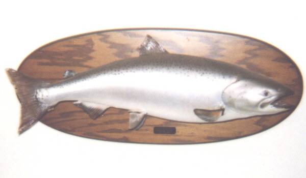 Thirty Pound King Salmon trophy