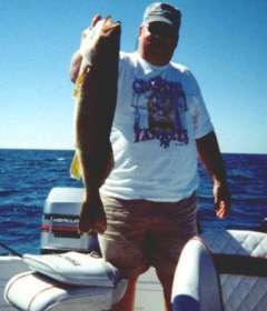 13 pound Lake Ontario walleye