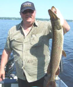 Pictured here is Bob Cieslak otherwise known as Musky Bob. He was fishing in Black River Bay with a couple of friends. They were trolling a Rapala Husky Jerk in 12 feet of water when they hooked this fantastic 33 and half inch Northern Pike