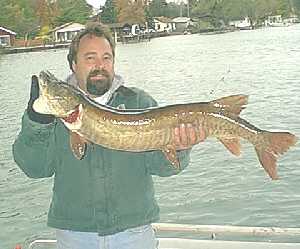 Dave Adams was fishing on the Upper Niagara River. He was fishing a perch colored stick bait when he caught this magnificent  Muskellunge. This fish weighed 14 pounds was 37 inches long. The upper Niagara River offers some excellent fall fishing for musky, bass and walleye