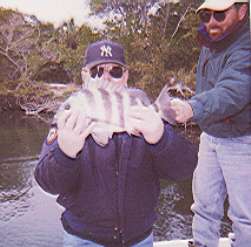 sheephead