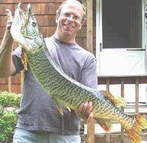 Michael Devine from Blue Point Long Island caught this fantastic Tiger Muskellunge from Lake Ronkonkoma. This amazing fish was  43 and half inches long and it weighed 17 pounds and 10 ounces