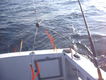 Umbrella Rigs are one of the most popular methods used to target striped bass off the waters of Montauk