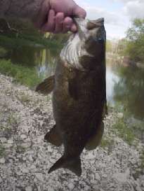 RiverSmallmouth