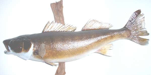 walleye trophy