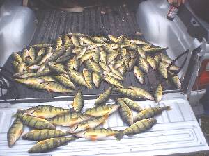 wow nice mess of perch